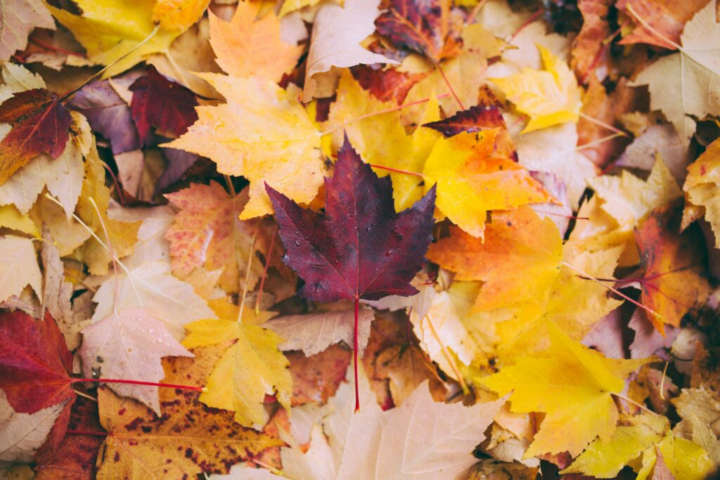 fall foliage travel destinations